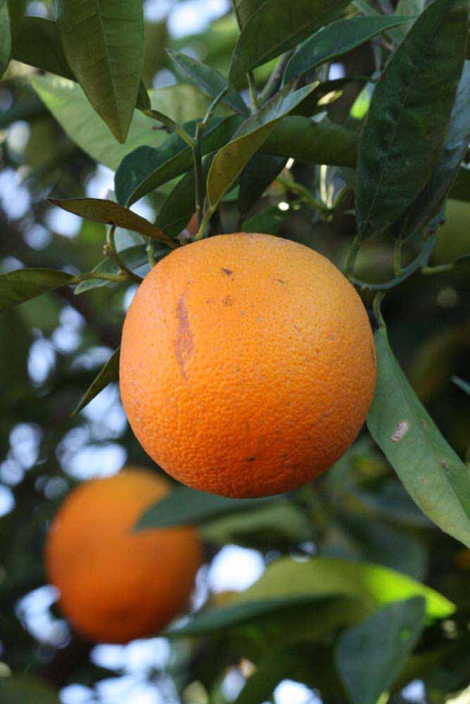              Fruit (Riverside, CA)       